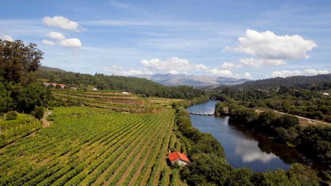 Vinícola da região dos Vinhos Verdes