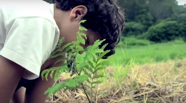 Financiamento coletivo tem meta de plantar 20 000 mudas de árvores