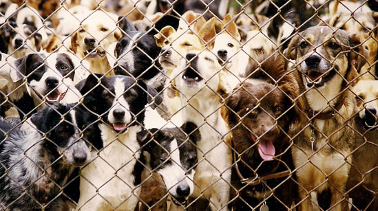 Suipa recupera título de utilidade pública federal