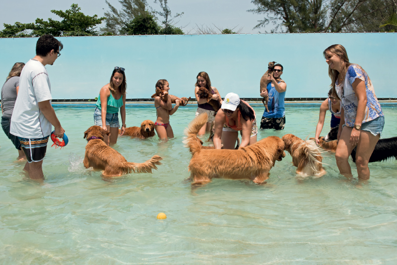 Clube no Recreio terá Natal exclusivo para cachorros