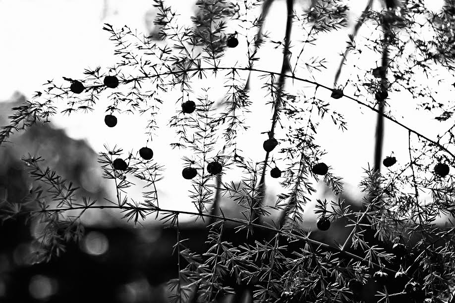 Partitura - Conservatória Partitura - Conservatória