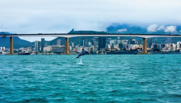 Botos do Rio estão entre os mais contaminados do mundo