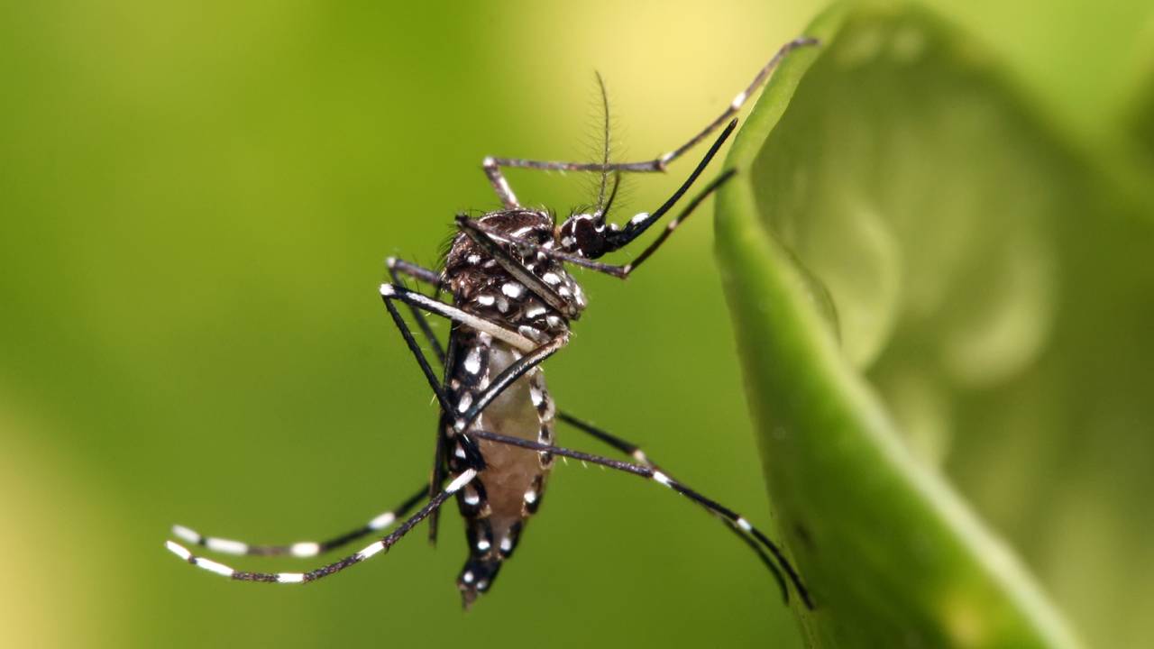 Aedes Aegypti