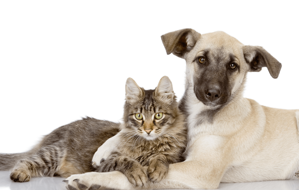 Leblon recebe evento de adoção de cães e gatos