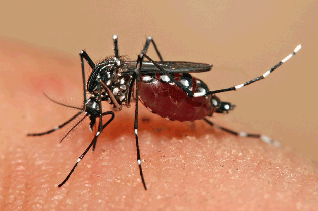 Aedes Aegypti