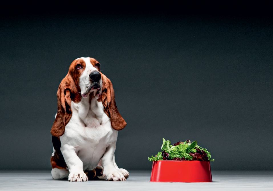 Veterinária dá dicas para cães seguirem uma alimentação saudável