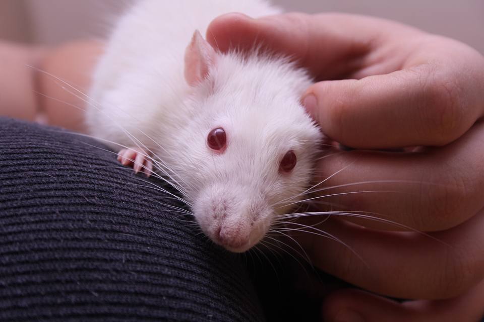 Meu Pet na Vejinha: Johnny