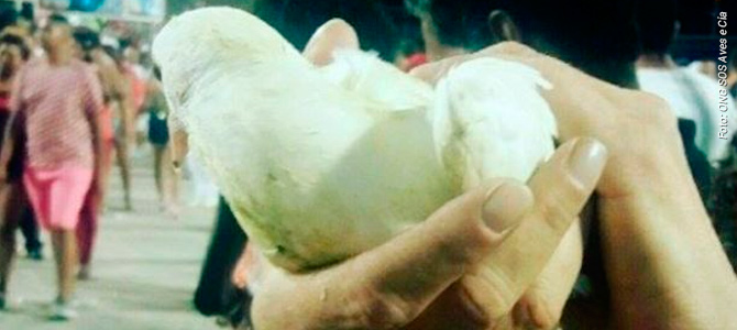 Salgueiro mata e fere pombos durante ensaio técnico na Sapucaí