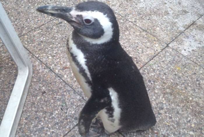 Boa notícia? Número de pinguins na costa do Rio quadruplica em um ano