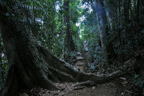 Para medir os benefícios da mata, a empresa americana US Forest Service mediu benefícios como a retenção de poluentes da atmosfera<br>