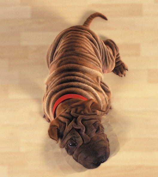 Cãezinhos sensíveis