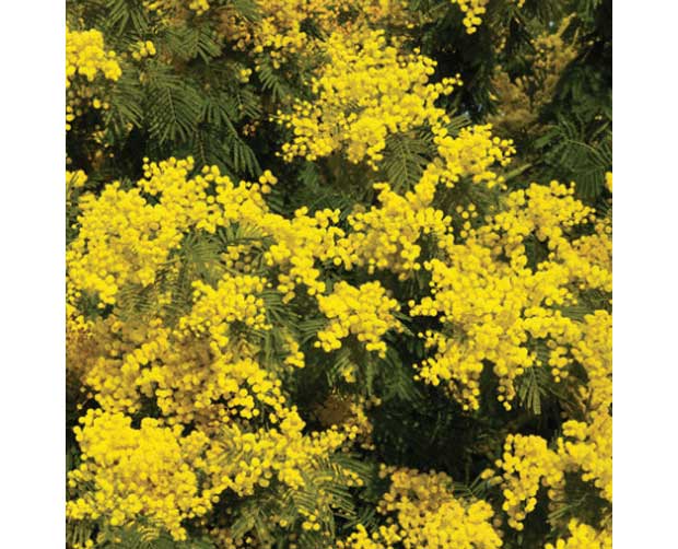 Ela também floresce no frio: Acácia (Acacia farnesiana)<br>