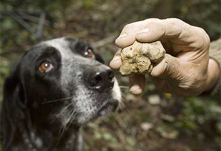 Vinhos para o filho do trovão