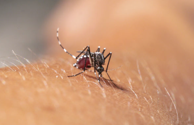 VOCÊ PRECISA CONHECER A “FEBRE CHIKUNGUNYA” E SUAS SEMELHANÇAS COM A DENGUE