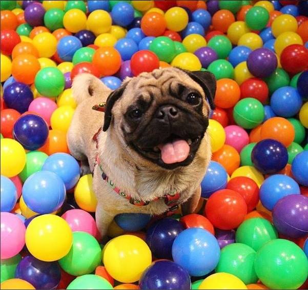Pet_Fashion Mall
