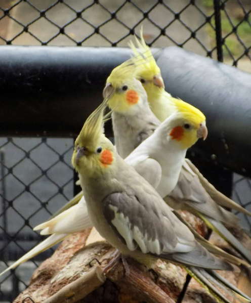 Moradora do Recreio vive com mais de 28 calopsitas