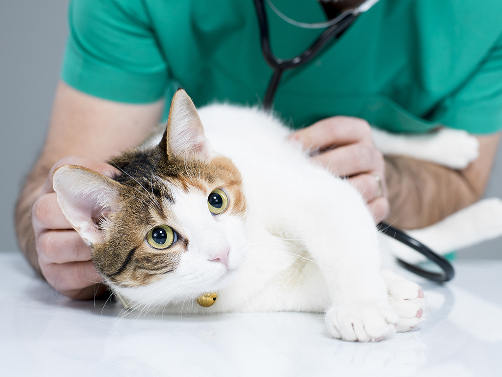Três clínicas cariocas exclusivas para gatos