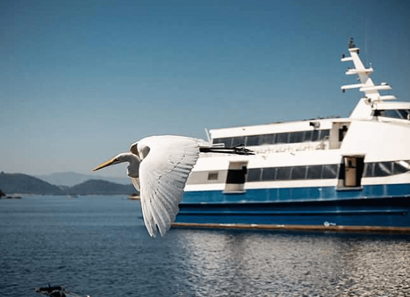 Missão Instagram: O voo dos pássaros