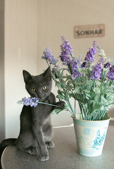 Meu Pet na Vejinha: Suri