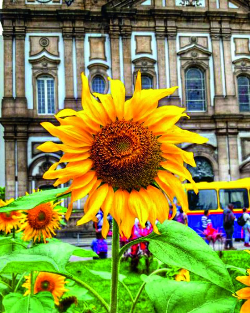 Missão Instagram: a primavera começou