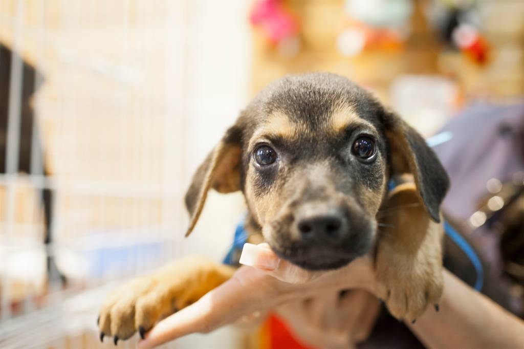 Petz Ayrton Senna terá adoção de cães neste sábado (30)