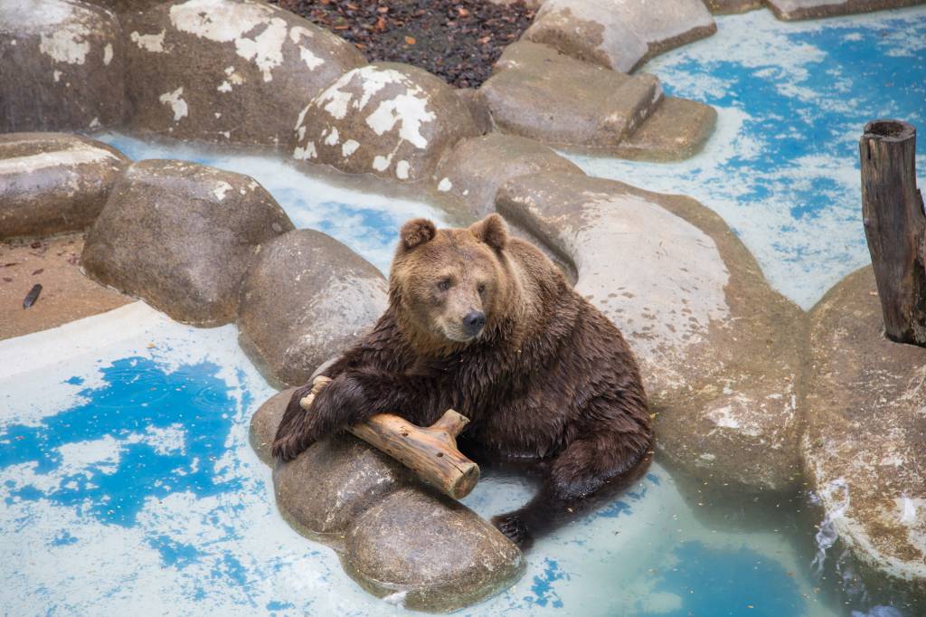 Zoológico oferece aulas de culinária para alimentar os animais