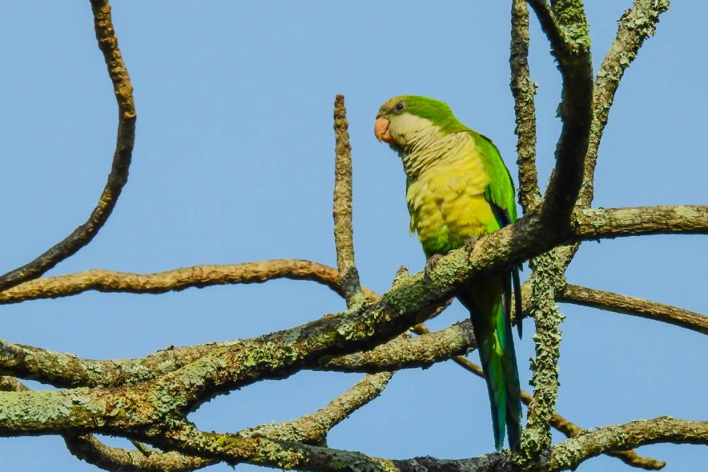 Passarinhando: como praticar birdwatching no Rio de Janeiro