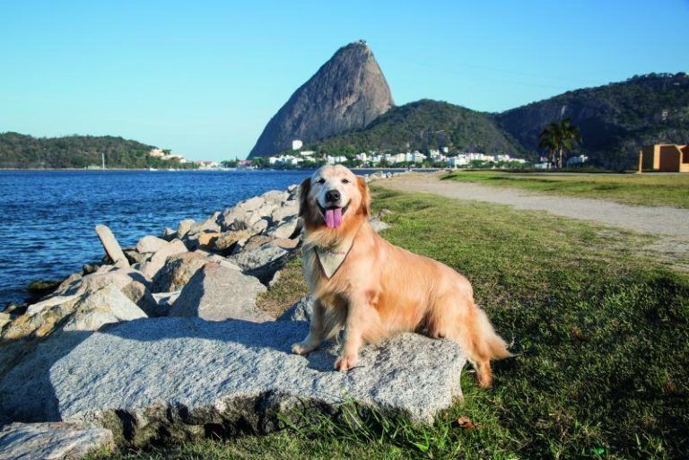 Pets posam para calendário 2018