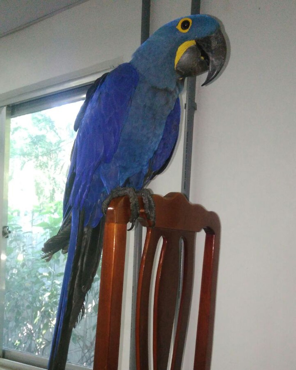 Patrulha Ambiental resgata arara azul na Zona Norte