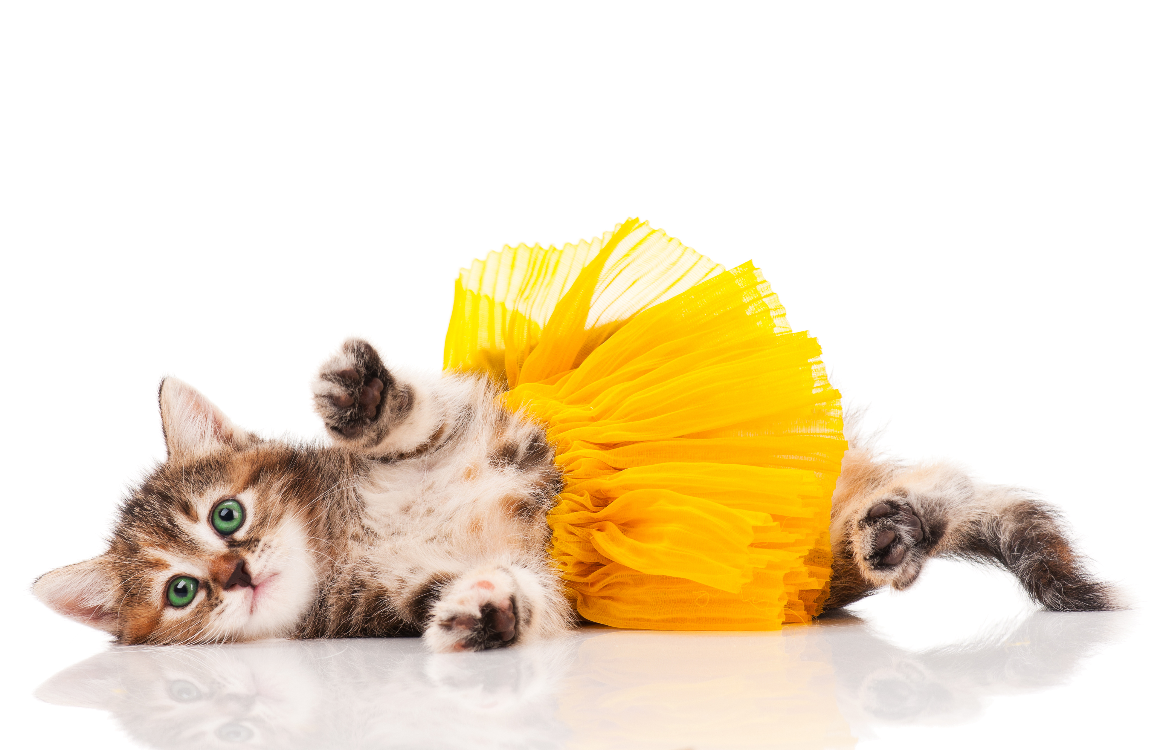 Fantasias para pets fazem sucesso no Carnaval