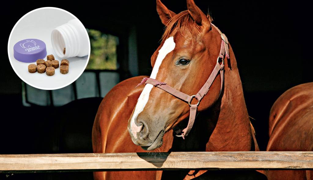 Acceptfoto_istock_cavalo_e felipe fittipaldi _remédio_
