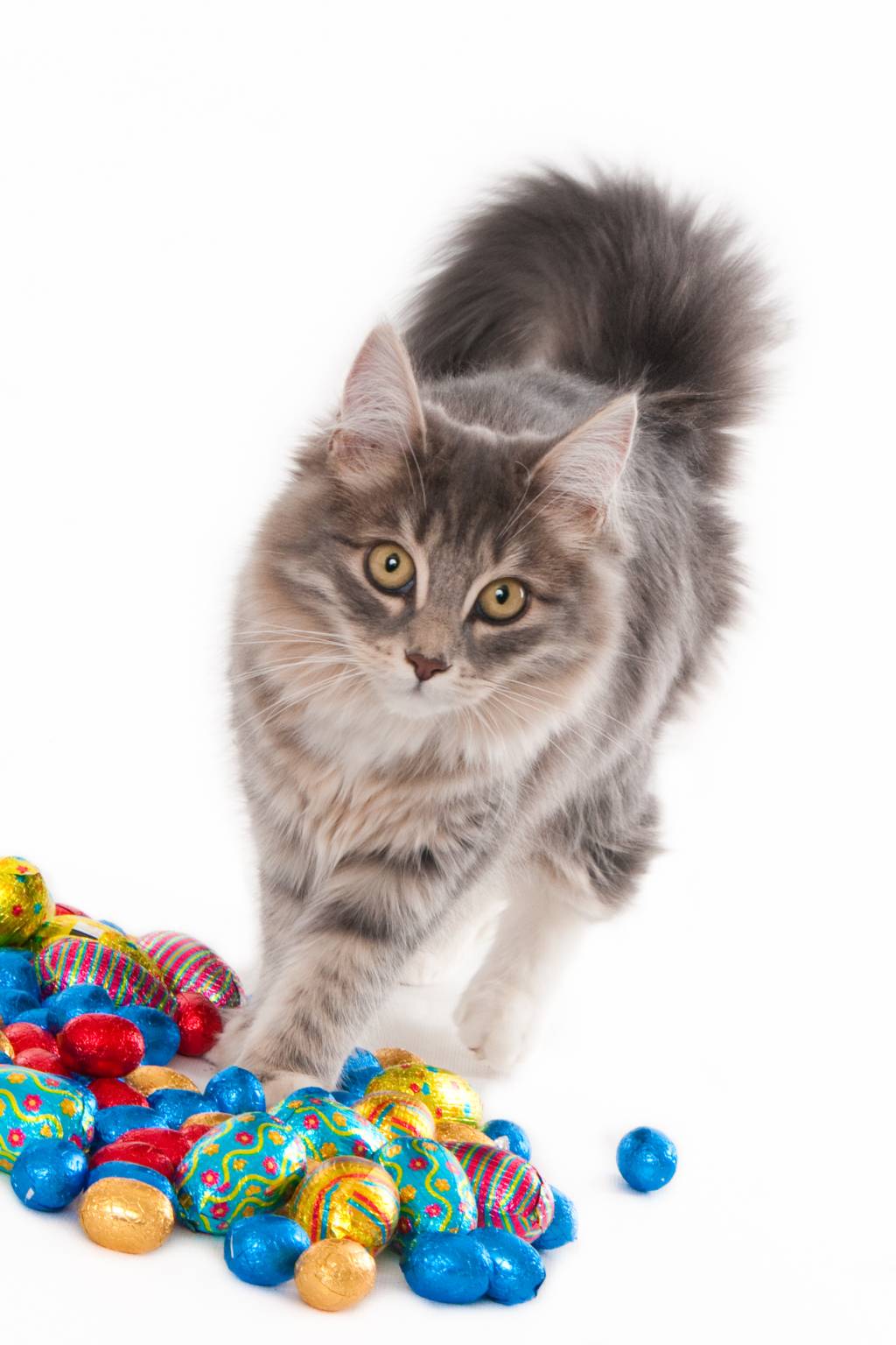 Chocolate pode causar problemas de saúde aos pets