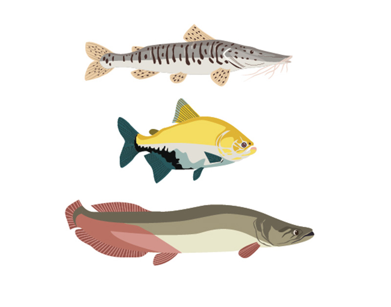 Três dicas de peixes saudáveis para substituir o bacalhau