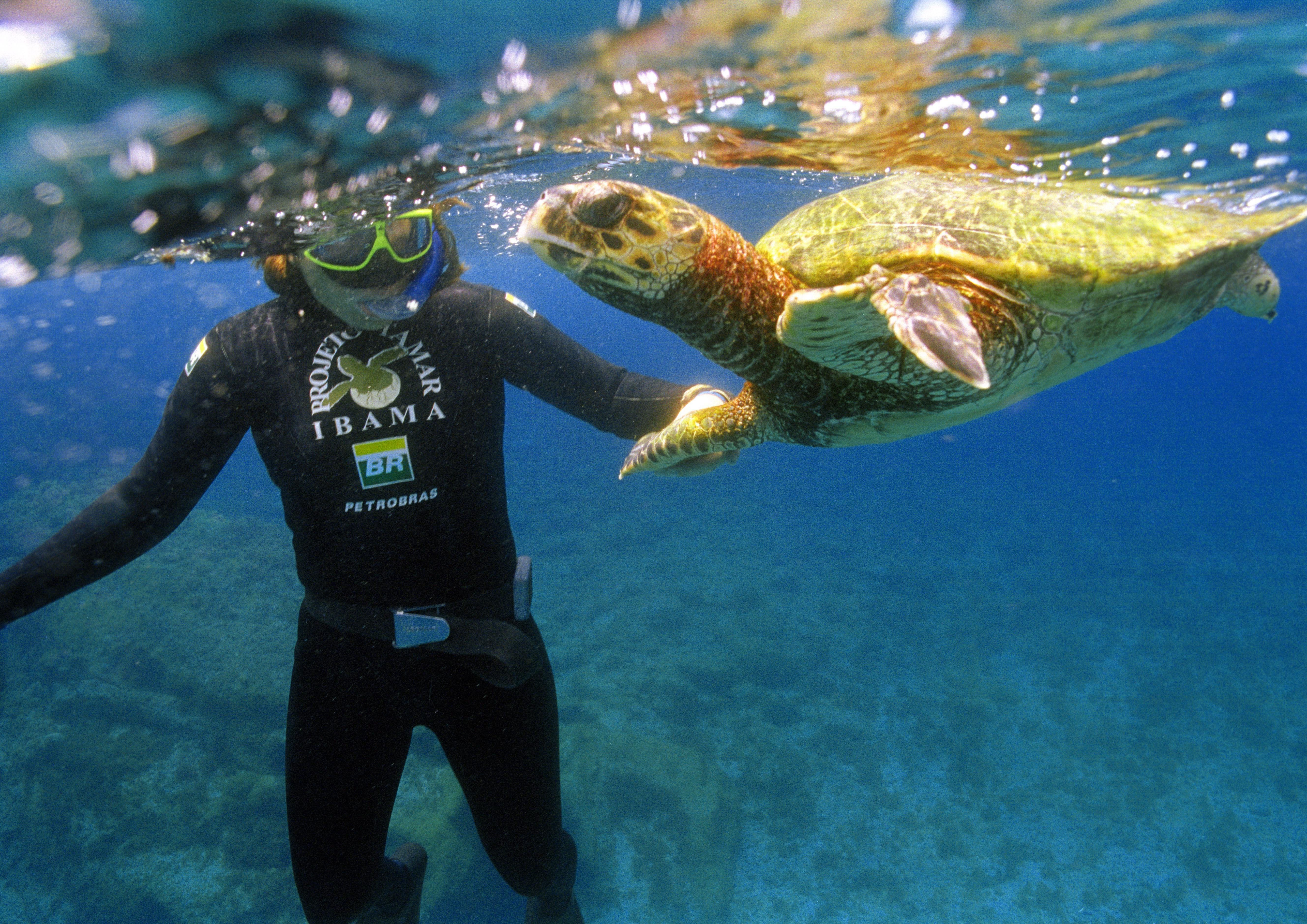 Projeto Tamar bate marca de 35 milhões de tartarugas protegidas