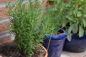 plant-3426687_1280 plant-3426687_1280
