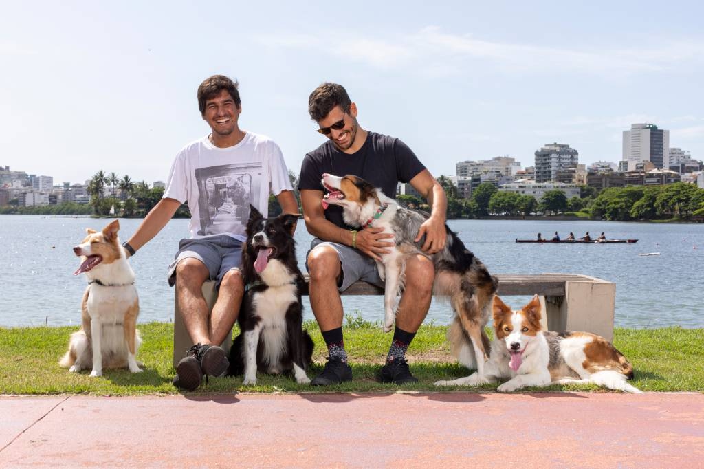 Cachorro inteligente: em um ano, número de border collies dobra no Rio