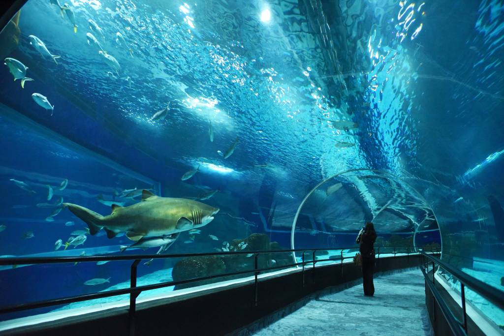 AquaRio, BioParque e Corcovado têm programação para pessoas com deficiência