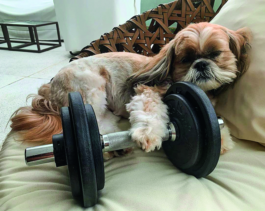 Missão Instagram: cachorros, os melhores amigos na quarentena