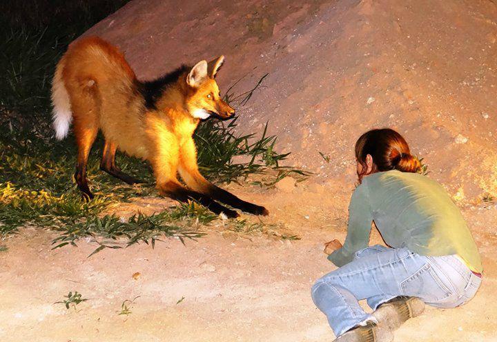 Aos amados lobos guarás