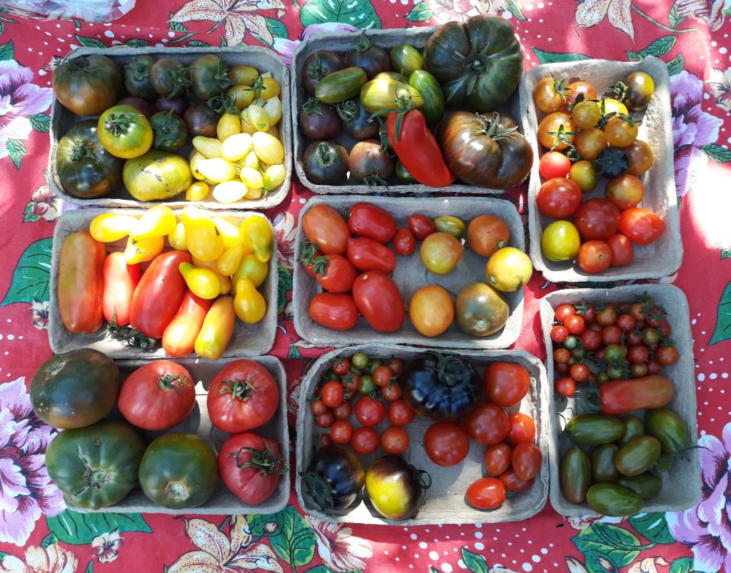 Locavorismo: práticas que podem ir além do consumo nas feiras do bairro