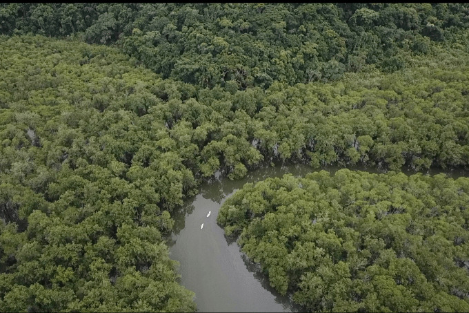 Parece Amazônia, mas é aqui no Mamanguá