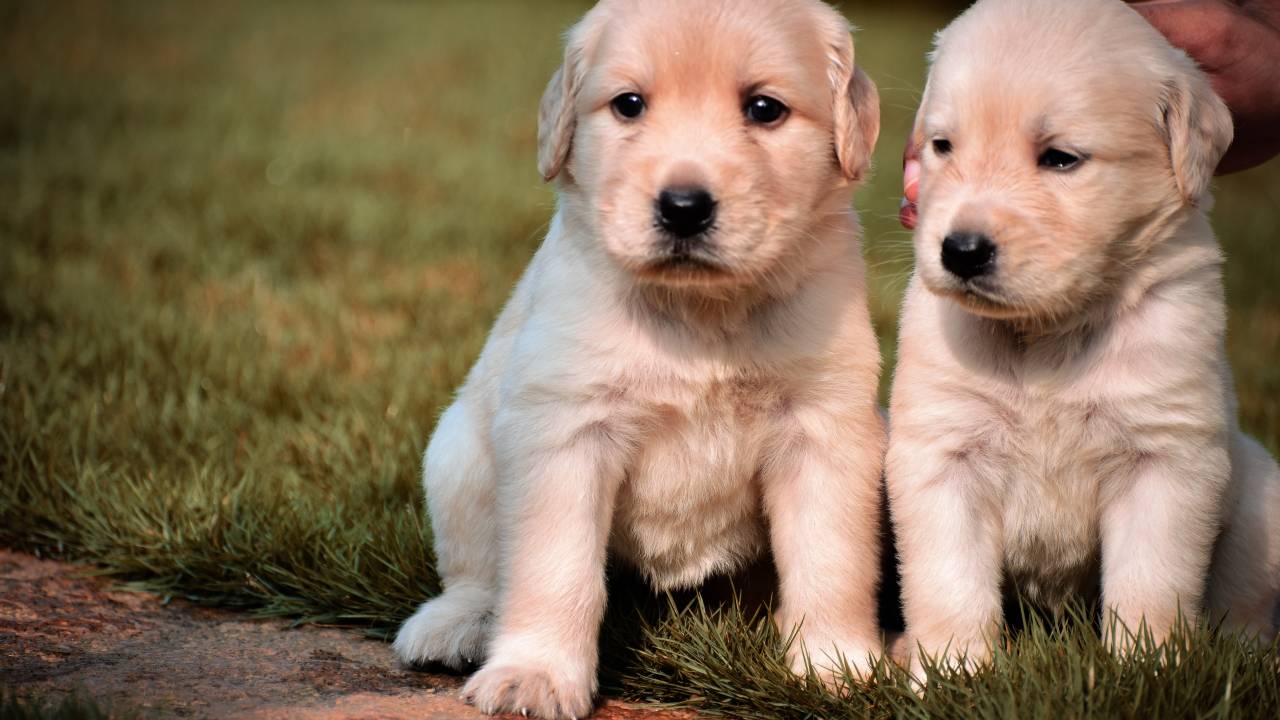 Dois filhotes de cachorro num gramado