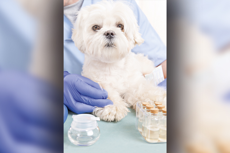 Por que as terapias alternativas estão ganhando espaço no mundo pet?