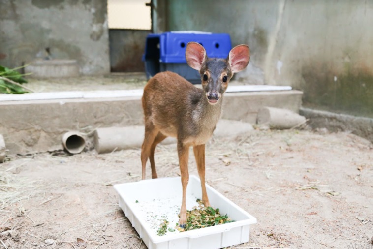 Bicharada reunida: BioParque do Rio recebe novos moradores