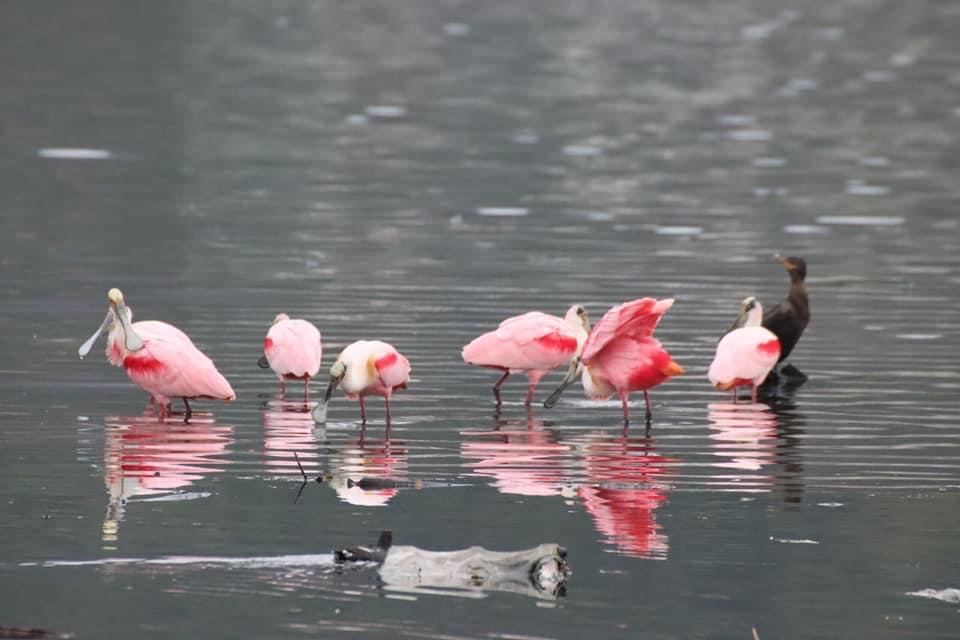 Bichinhos por toda parte: Lagoa pode ganhar bioparque público