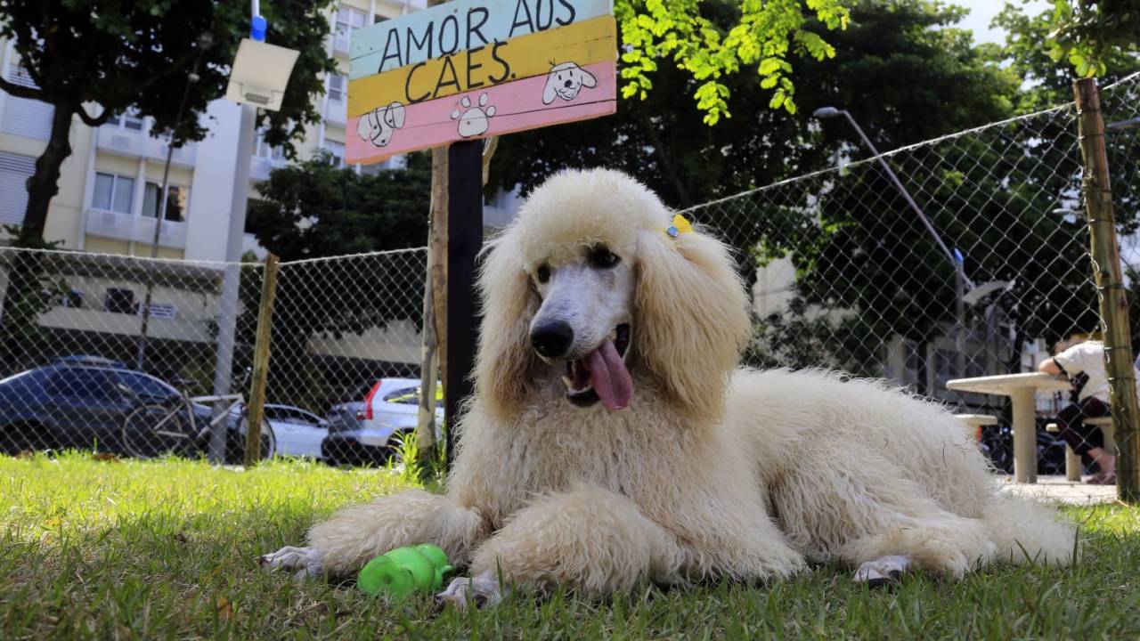A imagem mostra um cachorro deitado na grama do Parcão do Leblon