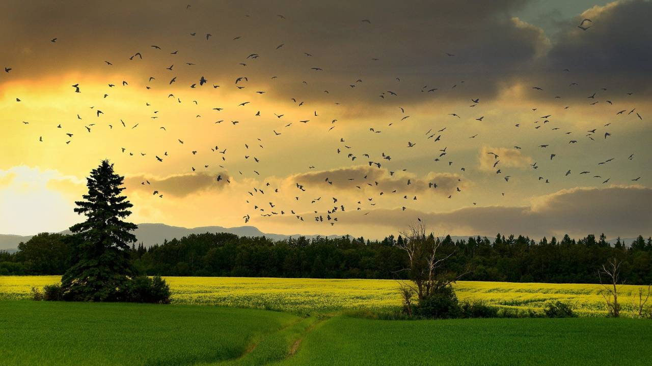 biodiversidade