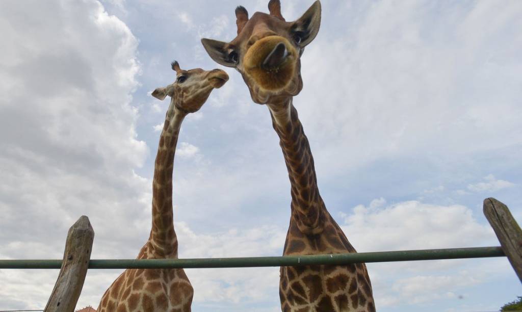 Seis meses após morte de girafas, como estão os animais que sobreviveram