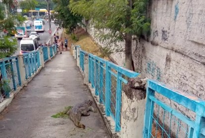 Foto mostra jacaré em acesso de passarela