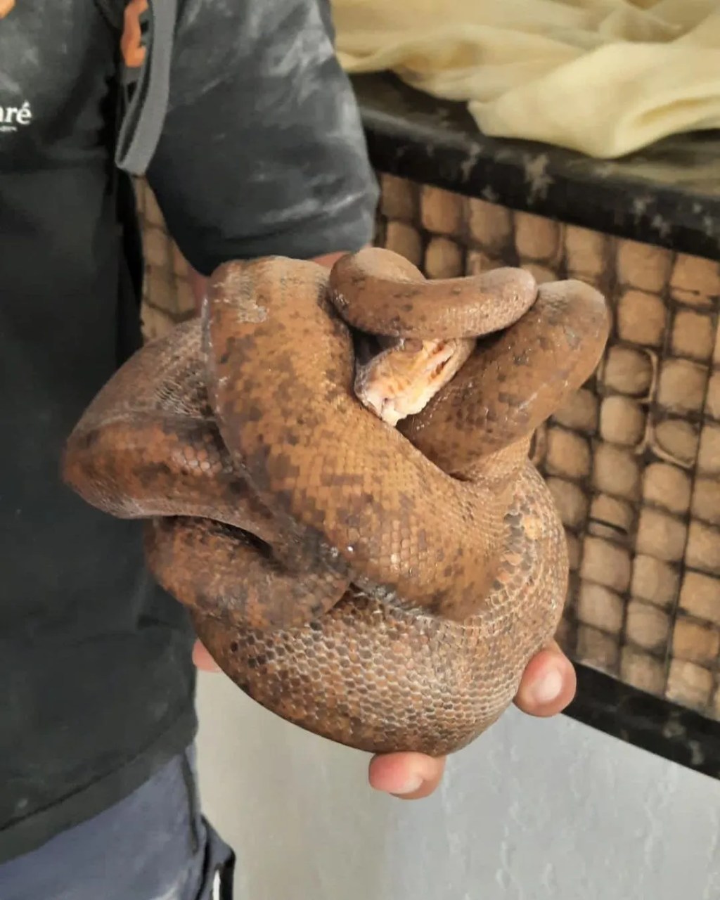 Após 13 dias de buscas, cobra é resgatada em prédio da Barra da Tijuca